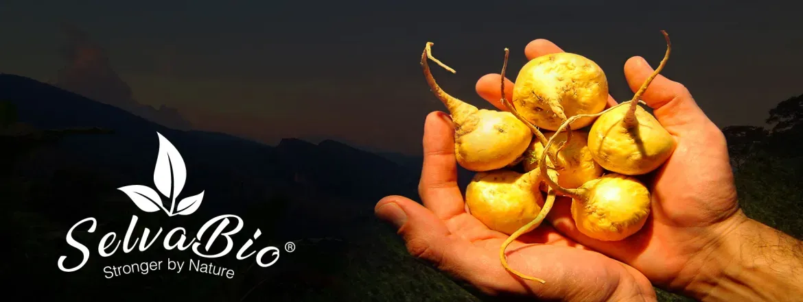 Organic and Gelatinized Maca Root By Colors